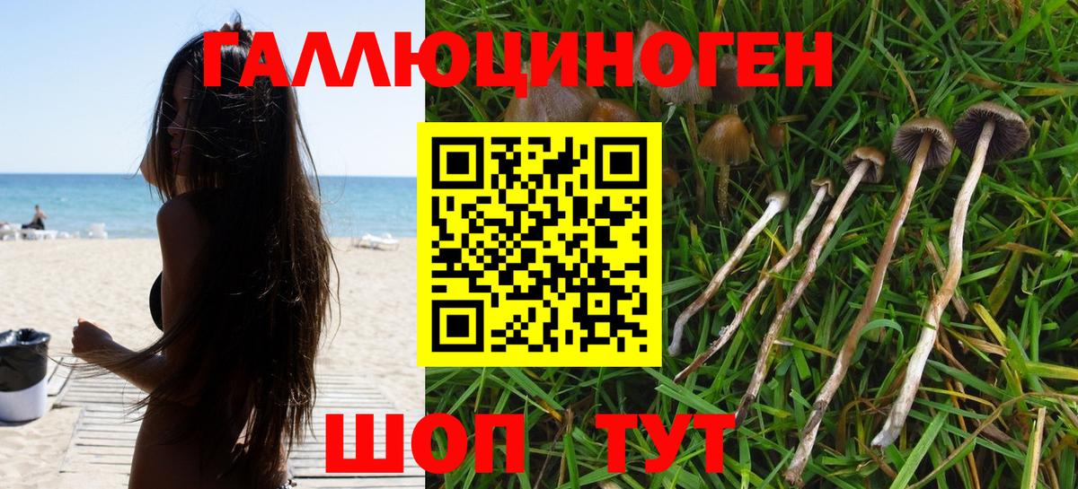 Галлюциногенные грибы Psilocybine cubensis  где найти наркотики  Сафоново  Псилоцибиновые грибы прущие грибы  Вход с VPN 